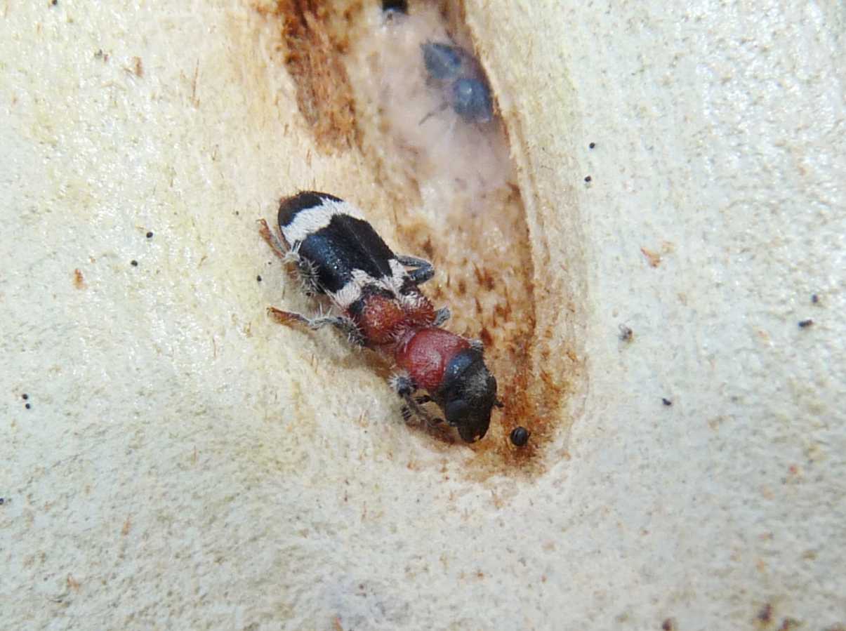 Larva in corteccia di pioppo morto: probabile Trogositidae